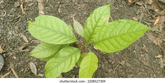 Green Leaves Of The Mahogany Tree