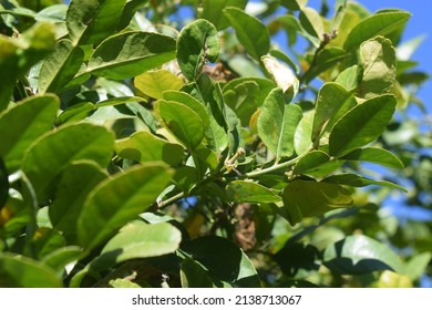 Green Leaves Of Makrut Lime (Citrus Hystrix)