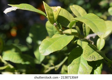 Green Leaves Of Makrut Lime (Citrus Hystrix)