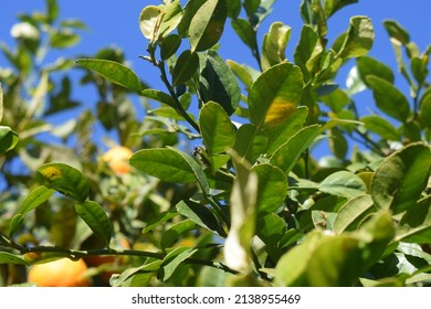 Green Leaves Of Makrut Lime (Citrus Hystrix)