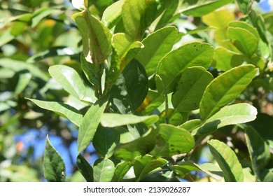 Green Leaves Of Makrut Lime (Citrus Hystrix)