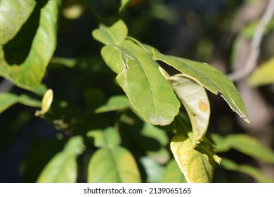 Green Leaves Of Makrut Lime (Citrus Hystrix)