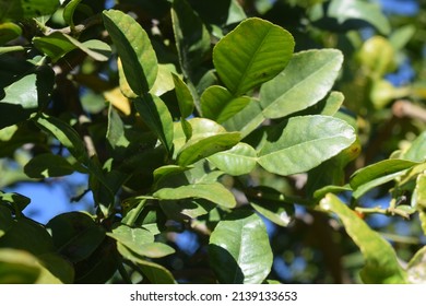 Green Leaves Of Makrut Lime (Citrus Hystrix)