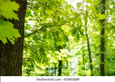 Green Leaves Of A Maple Tree In The Forest