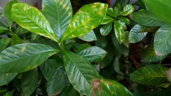 Green Leaves Are Marked With Brownish Spots And Turn Yellow.