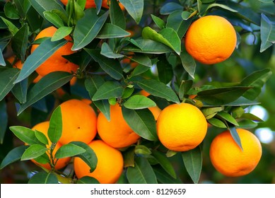 Green leaves and  Mmature oranges on the tree.