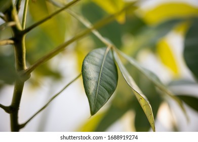 248 Guiana Chestnut Images, Stock Photos & Vectors | Shutterstock