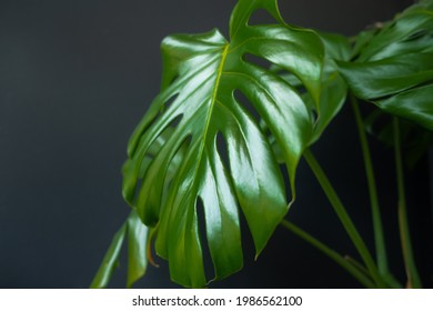 Green leaves of monstera close up on a dark background. Houseplants in a modern interior. Blur and selective focus. Swiss Cheese plant