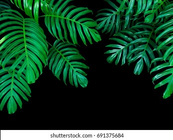 Green leaves of Monstera philodendron plant growing in wild, the tropical forest plant, evergreen vine on black background. 