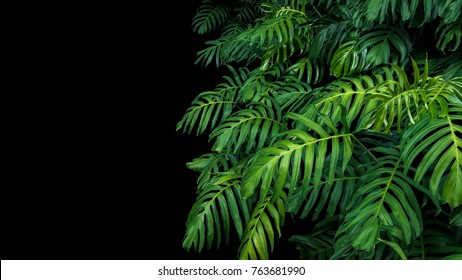 Green leaves of Monstera philodendron plant growing in wild, the tropical forest plant, evergreen vine on black background.  - Shutterstock ID 763681990