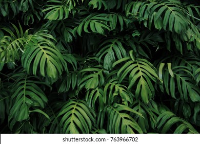 Green leaves of Monstera philodendron plant growing in wild, the tropical forest plant, evergreen vines abstract color on dark background.  - Powered by Shutterstock