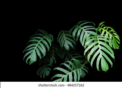 Green Leaves Of Monstera Plant Growing In Wild, The Tropical Forest Plant, Evergreen Vine On Black Background. 