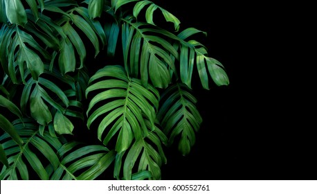 Green leaves of Monstera plant growing in wild, the tropical forest plant, evergreen vine on black background.  - Powered by Shutterstock