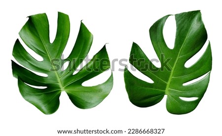 Green leaves of monstera the tropical foliage houseplant isolated on white background