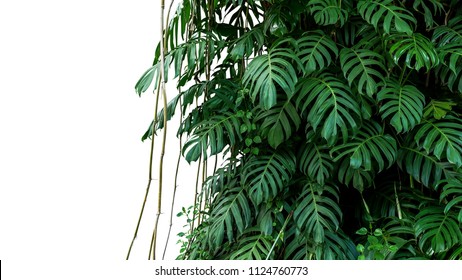 Green leaves of native Monstera (Epipremnum pinnatum) liana plant growing in wild climbing on jungle tree, tropical forest plant evergreen vines bush isolated on white background with clipping path. - Shutterstock ID 1124760773