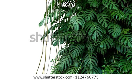Green leaves of native Monstera (Epipremnum pinnatum) liana plant growing in wild climbing on jungle tree, tropical forest plant evergreen vines bush isolated on white background with clipping path.