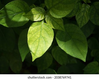 紫陽花 イラスト の写真素材 画像 写真 Shutterstock