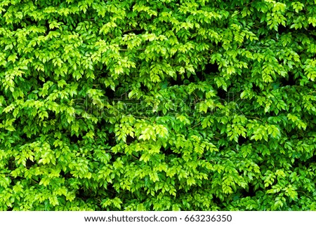 Similar – Kleine grüne Blätter in Hecke Wand Textur Hintergrund. Closeup grüne Hecke Pflanze im Garten. Eco immergrüne Hecke Wand. Natürliche Kulisse. Schönheit in der Natur. Grüne Blätter mit natürlichen Muster Tapete.