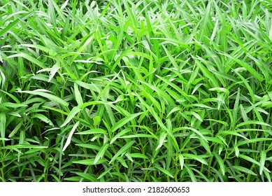 green leaves in nature for background