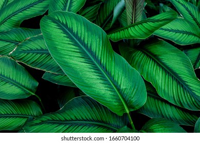 green leaves nature  background, closeup leaves texture, tropical leaves - Shutterstock ID 1660704100