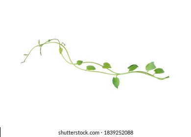 Heartshaped Jungle Green Leaves Vine Tropical Stock Photo (Edit Now ...