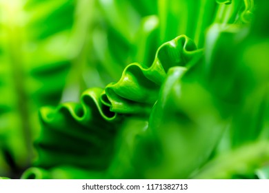 Green leaves in nature,copy space. - Shutterstock ID 1171382713