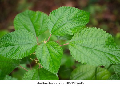 Green Leaves Of Hen’s Nettle, Hawai’s Wood Nettle, Stinging Nettle (Laportea Interrupta) Are Growing In The Rain Forest