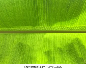 Green Leaves Off Banan Leaves, Pattern.