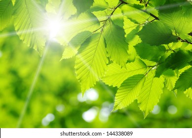 green leaves on the green backgrounds - Shutterstock ID 144338089