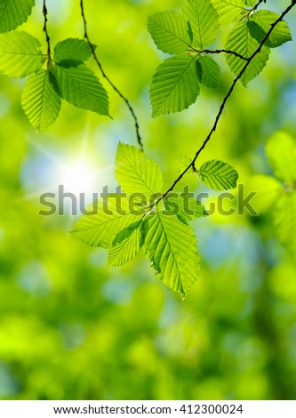 Similar – green leaves of a tree top