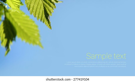 Green Leaves On Blue Sky