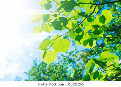 Green Leaves On Blue Sky Background