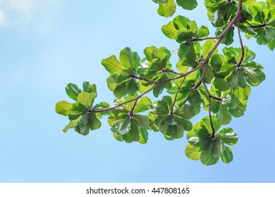 Green Leaves On Blue Sky Background