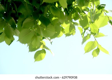 Green leaves on blue sky background