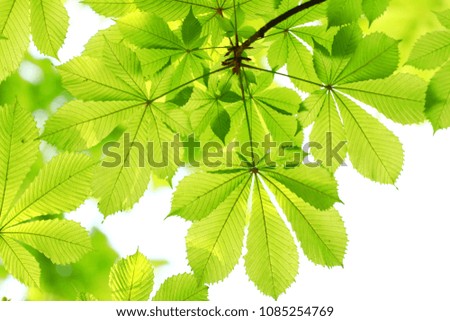 green leaves of a tree top