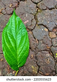 Green Leaves On Cracked Ground 