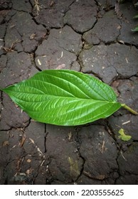 Green Leaves On Cracked Ground 