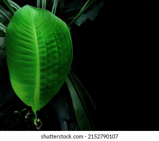 Green Leaves On Dark Forest Background With Selective Focus On.​ Natural Background And Wallpaper To Advertising Artwork And Illustrations Guidelines Electronic Figure Submission, Copy Space For Text