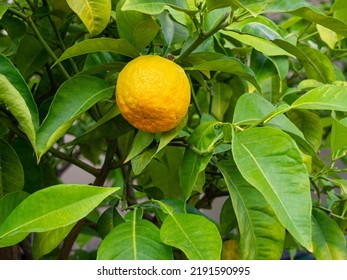 Green Leaves On Decorative Trees Lime Tree. Lemon Tree. Orange Tree. Houseplant.