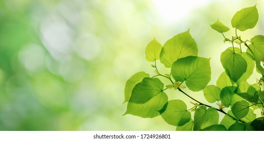 Green leaves on elm tree. Nature spring and summer background.   - Powered by Shutterstock