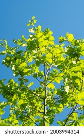 Green Leaves On An Oak Tree, Illuminated By The Sun, In The Nature Background Of Young Oak Leaves.