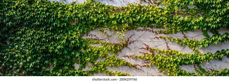 Green leaves on old plaster wall background. Huge green wall of Green leaves vine, banner