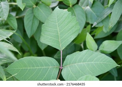 Green Leaves On A Poison Ivy Plant