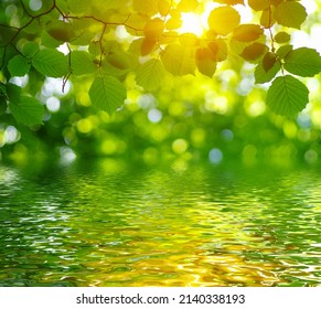 Green Leaves On Sun And Blur Tree Foliage Spring Background With Flood Water Efect