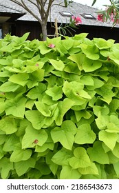 Green Leaves On A Sweet Potato Vine