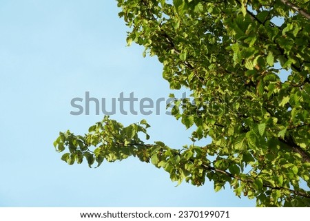 Green leaves on a tree branch against the sky