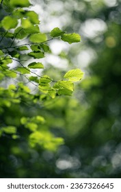 Green leaves on a tree in the forest with bokeh background. Selective focus.