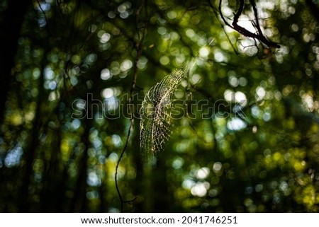 beech forest Nature