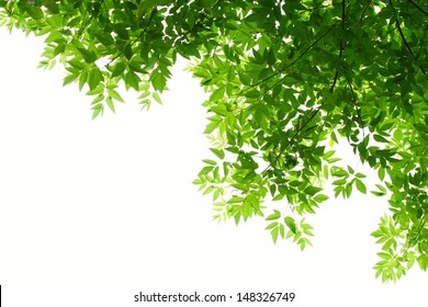 34,966 Translucent Leaves Images, Stock Photos & Vectors | Shutterstock