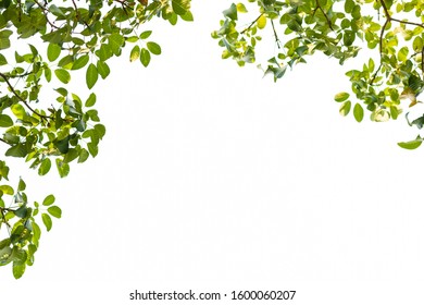 Green Leaf Isolated On White Background Stock Photo 97864442 | Shutterstock